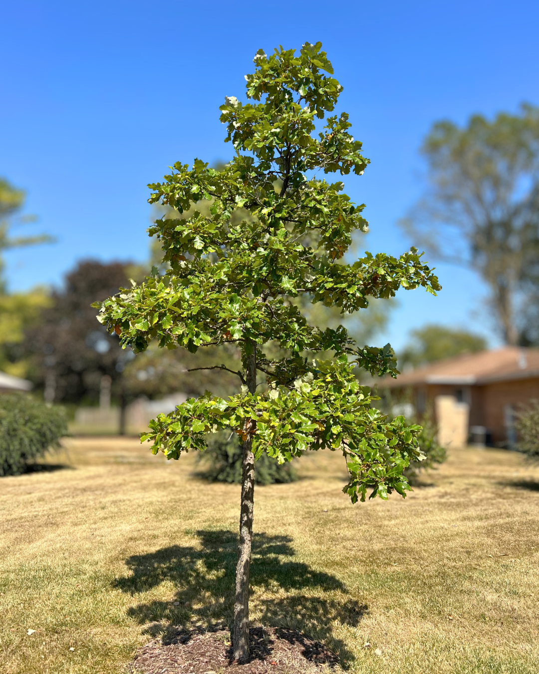 A young Swamp White Oak growing in a back, side yard with shiny green leaves.